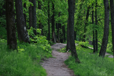В рамках нацпроекта в Татарстане планируют восстановить леса на 1 тыс. гектаров