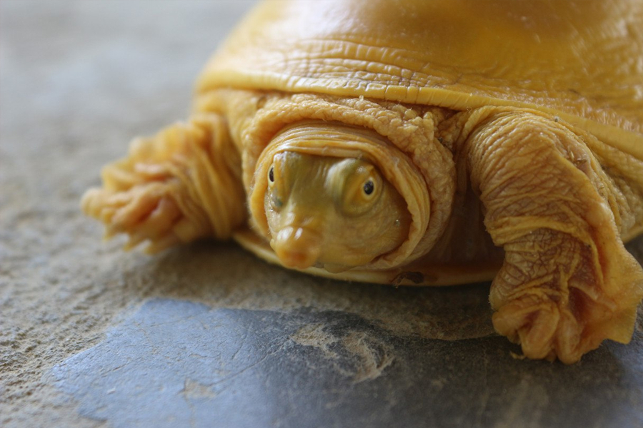 Портрет аль-Фараби из листьев, бесплатное обучение бизнесу для казахстанок и редкая черепаха