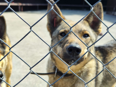 Маркетолог прокомментировал скандал в &laquo;Додо пицце&raquo;: &laquo;Фарш назад уже не провернуть&raquo;