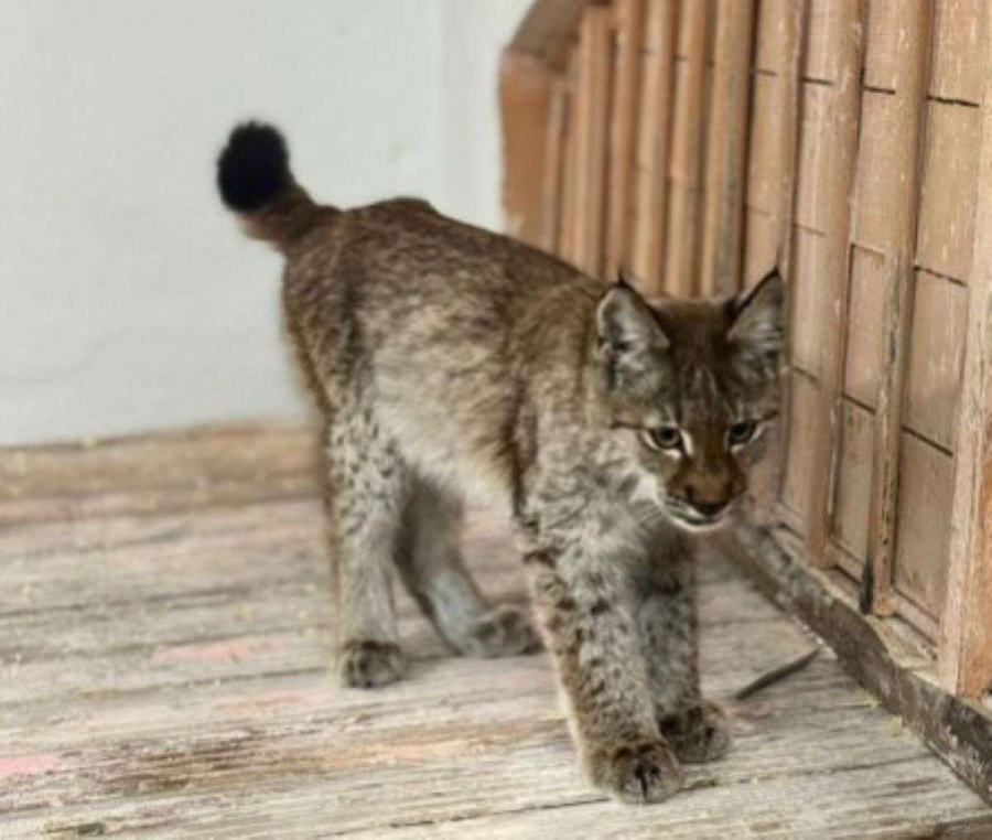 Шанс вернуться домой