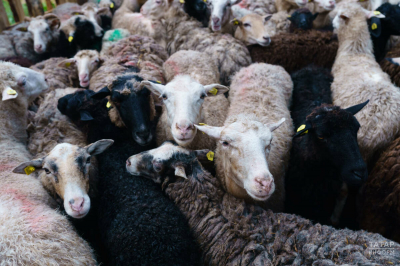 Управление ветеринарии призвало на Курбан-байрам покупать овец в Татарстане