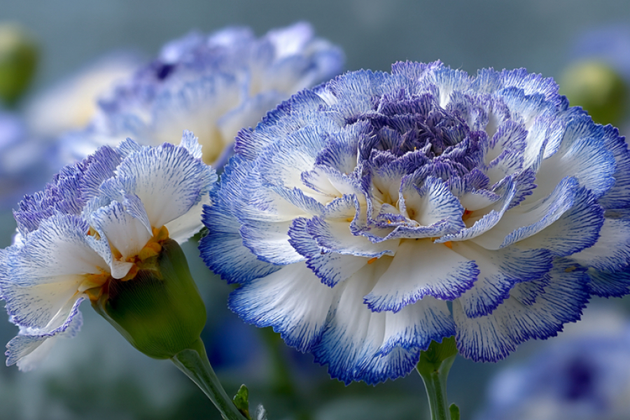 Бросьте семена в грунт в апреле &mdash; в августе сад превратится в ювелирную шкатулку: жемчужные шары с бирюзовой каймой