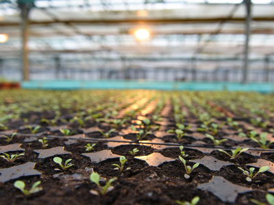 В казанском поселке построят базу для обслуживания городского плодопитомника