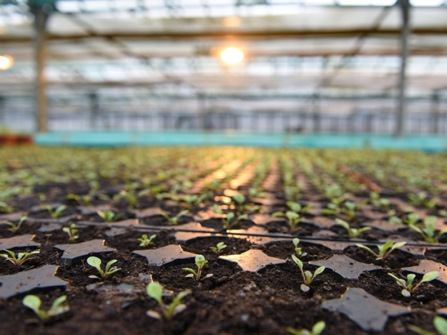 В казанском поселке построят базу для обслуживания городского плодопитомника