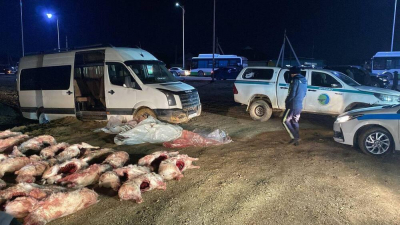 Жителей Кызылординской области задержали за отстрел свыше 120 сайгаков