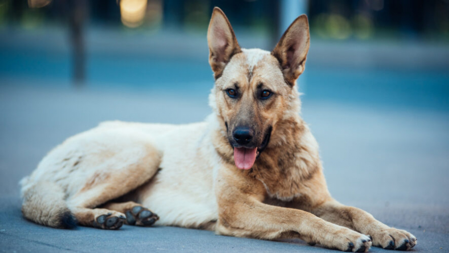 Эксперт: большинство бездомных животных в России оказались на улице по вине человека 12/03/2026 &ndash; Новости