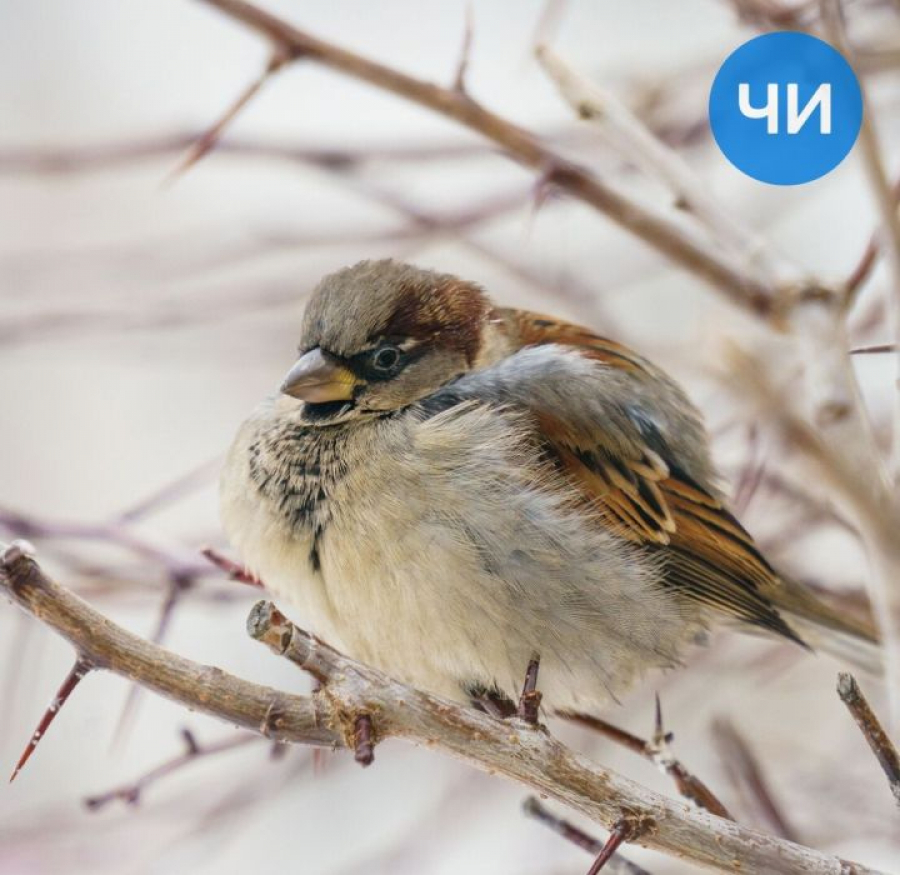23 февраля в Татарстане ожидается ветер до 20 м/с и гололедица