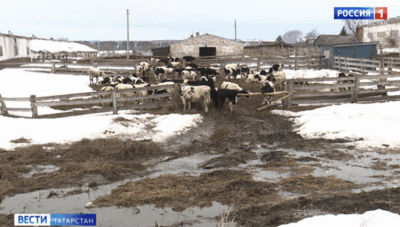 В Альметьевском районе фермер выбросил останки животных в лес