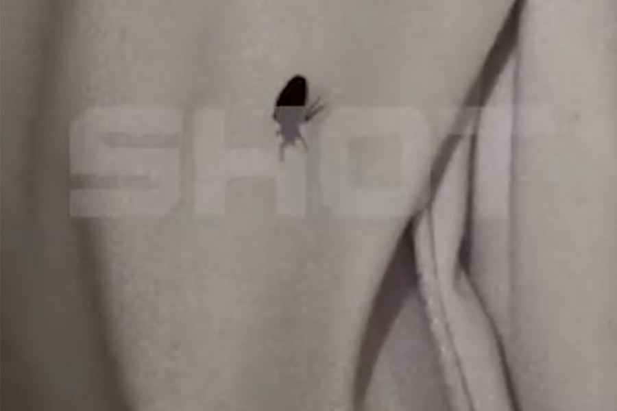 Клопы атаковали пятьзвездочные отели Египта