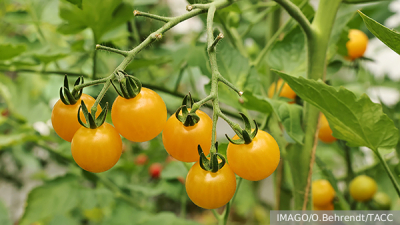 Песков уличил западные СМИ в выводах на основе фейков