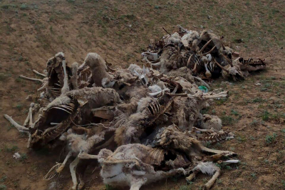 Почти 700 туш мертвых сайгаков утилизировали в области Ұлытау