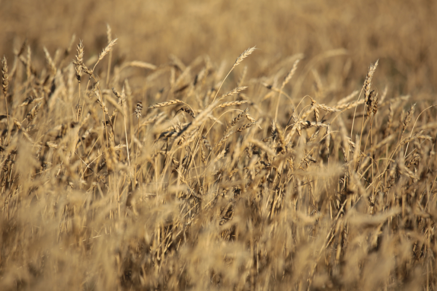 Правительство выделило дополнительные 7 млрд тенге на поддержку экспорта зерна