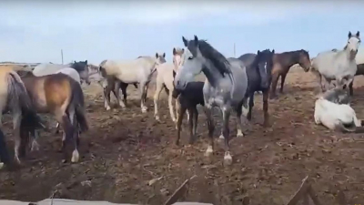 Россияне были безмерно счастливы, найдя свою собственность в Казахстане (видео)