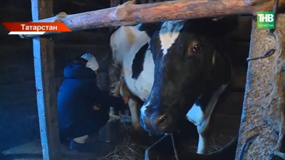 &laquo;Ситуация замороженная&raquo;: Татарстан может потерять звание молочного лидера России