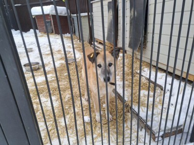 После нападений собак на детей экстраординарный режим ввели еще в пяти муниципалитетах Оренбуржья: список