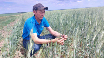 В Костанайской области убрано 30 тыс. га урожая зерновых