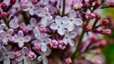 Отдыхать с 1 по 9 мая: в Общественной палате РФ предложили перераспределить праздничные дни 29/04/2026 &ndash; Новости