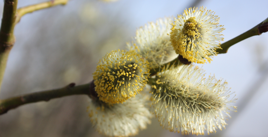 Вербное воскресенье 2026: Дата, история, традиции праздника