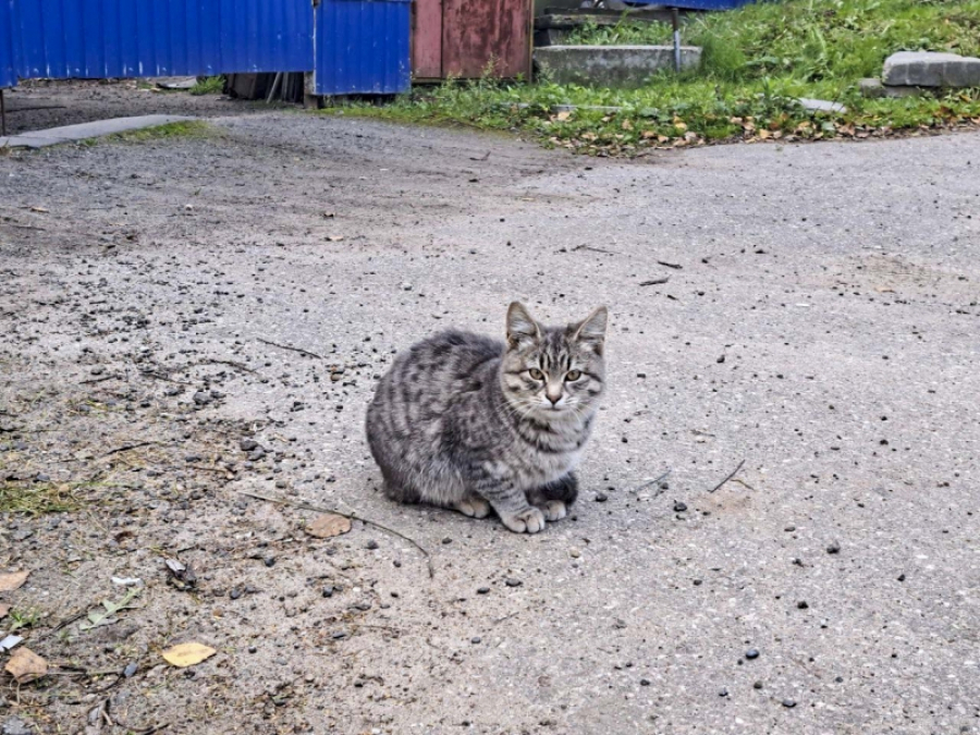 Нижегородский суд отправил на принудительное лечение живодера по прозвищу Шинель, убившего 30 животных