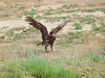 Мигрантов под запись