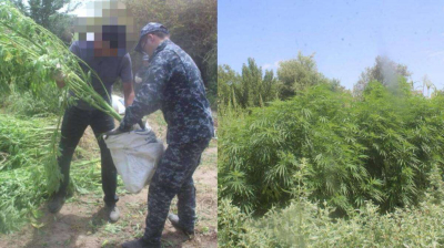 Крупный наркопосев обнаружили в Кызылординской области