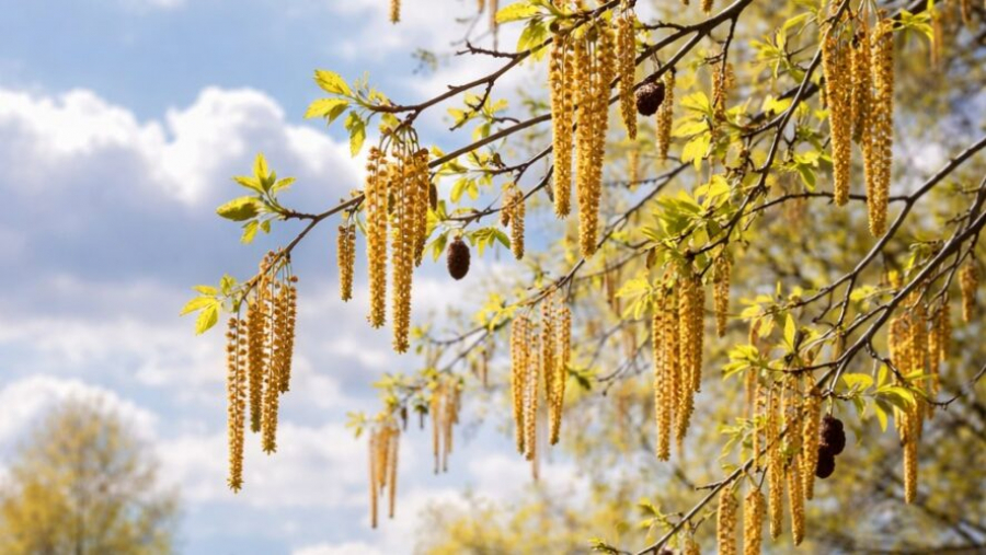 Аллергикам придется непросто: в Казани начинается сезон цветения ольхи 11/04/2026 &ndash; Новости
