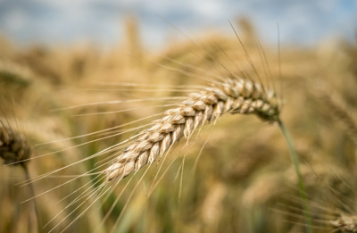 Казахстанские аграрии перевыполнили план по уборке зерновых культур